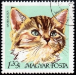 Stamps : Europe : Hungary :  Gatos: Atigrado europeo