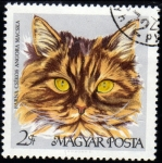 Stamps : Europe : Hungary :  Gatos: Angora Marron y fuego