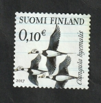 Sellos de Europa - Finlandia -  2467 - Glangula hyemalis