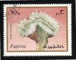 Stamps United Arab Emirates -  6  FUJEIRA  Mussa Angulosa