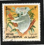 Stamps United Arab Emirates -  81  FUJEIRA  Phascolarctos Cinereus