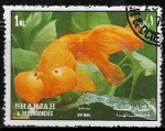 Sellos de Asia - Emiratos �rabes Unidos -  Peces - Goldfish 