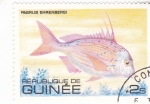 Stamps : Africa : Guinea :  pez