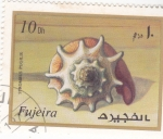 Stamps United Arab Emirates -  CARACOLA