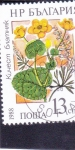 Stamps Bulgaria -  FLORES- Botón de oro