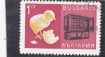 Sellos de Europa - Bulgaria -  polluelo