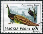 Stamps : Europe : Hungary :  Pavo Real