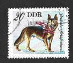 Stamps Germany -  1751 - Pastor Alemán (DDR)