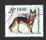 Sellos del Mundo : Europa : Alemania : 1751 - Pastor Alemán (DDR)
