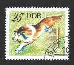 Stamps Germany -  1752 - Collie (DDR)