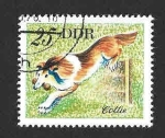 Stamps Germany -  1752 - Collie (DDR)