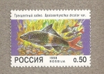 Sellos de Europa - Rusia -  Pez Epalzeorynchus bicolor