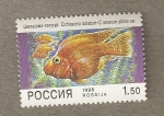 Stamps : Europe : Russia :  Pez Cichlasoma labiatum