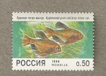 Sellos de Europa - Rusia -  Pez Hyphesssobrycon callistus