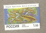 Stamps Russia -  Pez Botia kristinae