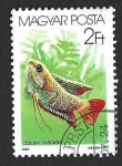 Stamps Hungary -  3052 - Peces de Agua Salada