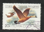 Sellos de Europa - Rusia -  5643 - Pato tadorna ferruginea