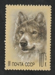 Stamps Russia -  5559 - Lobo