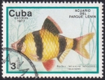 Stamps Cuba -  Barbus tetrazona
