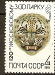 Stamps : Europe : Russia :  Leopardo