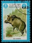 Sellos del Mundo : Asia : Afghanistan : Sus scrofa
