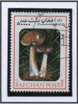 Stamps Afghanistan -  Leocoprinus Bresadolae