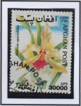 Sellos del Mundo : Asia : Afghanistan : Orquidias : Mitonia spectabilis