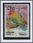 Stamps Afghanistan -  Loros : Agapornis fischeri