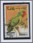 Stamps Afghanistan -  Loros : Agapornis pullaria