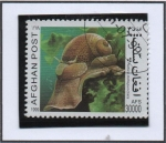 Stamps Afghanistan -  Moluscos : Natica millepunctata