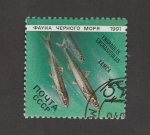 Stamps Russia -  Boquerones