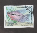 Stamps Bulgaria -  Trhicogaster leeri