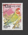 Stamps Afghanistan -  Lorito senegalés