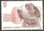 Stamps Spain -  2711 - Perro de raza española, Perdiguero de Burgos