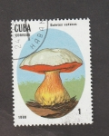 Stamps Cuba -  Boletus satanas