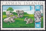 Stamps America - Virgin Islands -  Vacas Brahmin