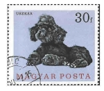 Stamps Hungary -  1835 - Caniche