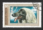 Stamps Hungary -  2136 - Sabueso Afgano