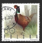 Stamps Poland -  1721 - Faisán de Cuello Anillado