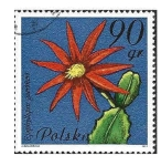 Stamps Poland -  2493 - Cactus de Pascua