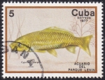 Sellos de America - Cuba -  Cyprinus carpio