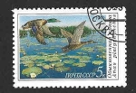 Stamps Russia -  5906 - Ánade Real