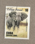 Stamps Cuba -  Elefante, zoo nacional