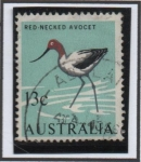 Stamps Australia -  Avoceta d' cuello rojo