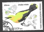 Stamps Russia -  Pajaro Golden Oriole (Oriolus oriolus)