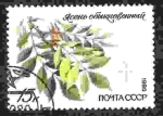 Stamps Russia -  Planta