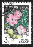 Stamps Russia -  Flora siberiana, clavel rastrero (Dianthus repens)