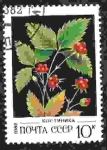 Stamps Russia -  Bayas silvestres, zarza de piedra (Rubus saxatilis) - Костян
