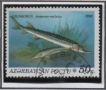 Stamps Azerbaijan -  Peces: Acipenser Stellatus