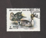 Stamps Russia -  Pato rabudo